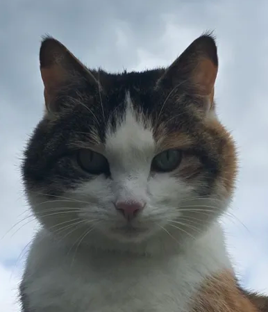 Books in a eerie room